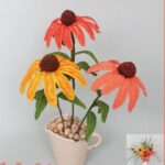 Echinacea
