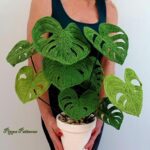 Monstera