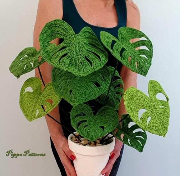 Monstera